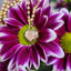 A heart shaped pink diamond pendant bezel set with ribbed edges and a oval bail.